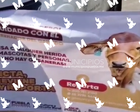 Realizan operativos contra gusano barrenador en límites de Puebla y Tlaxcala