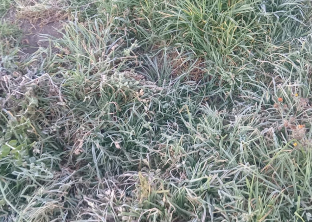 Se registra primera helada de la temporada en la región de Serdán