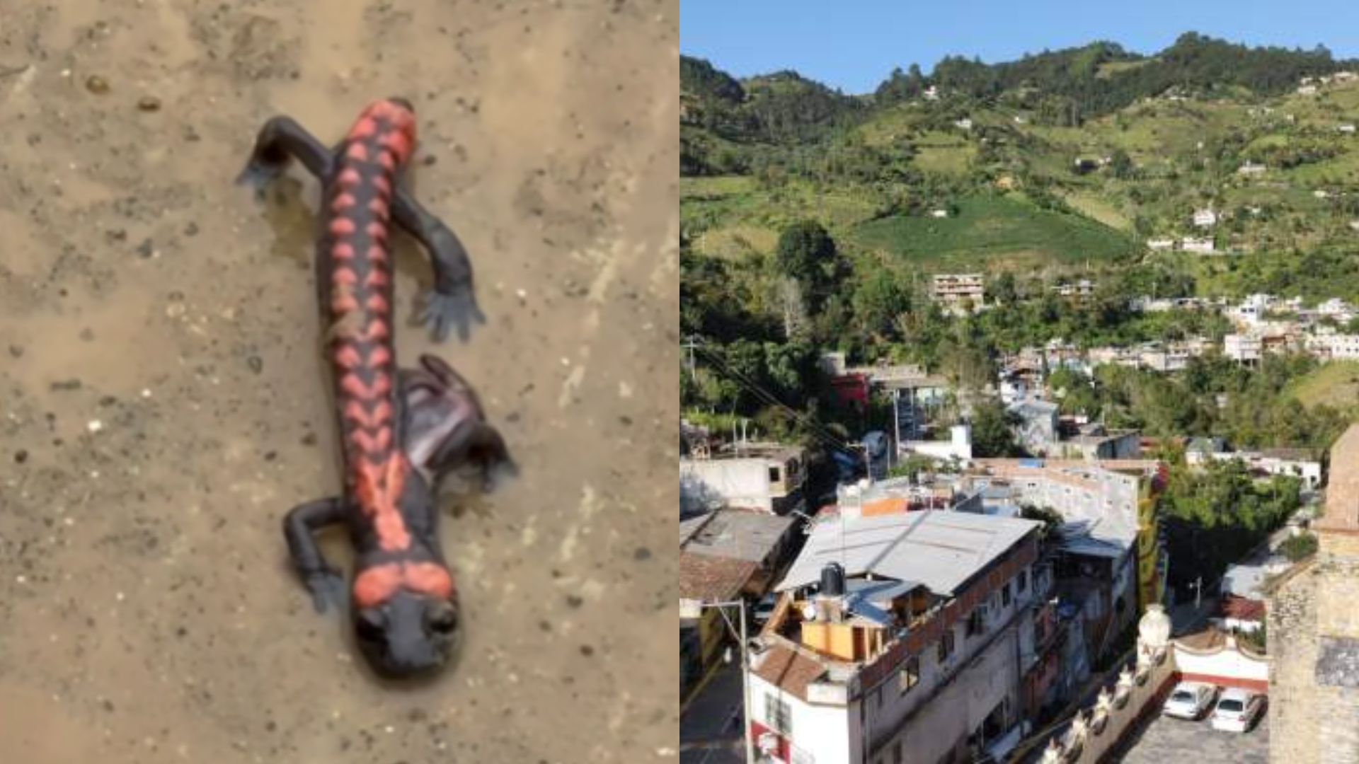 En Zoquitlán, trabajadores encuentran un tipo de salamandra que se creía extinta