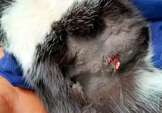 Vecinos de Moyotzingo reportan la muerte a balazos de mascotas 