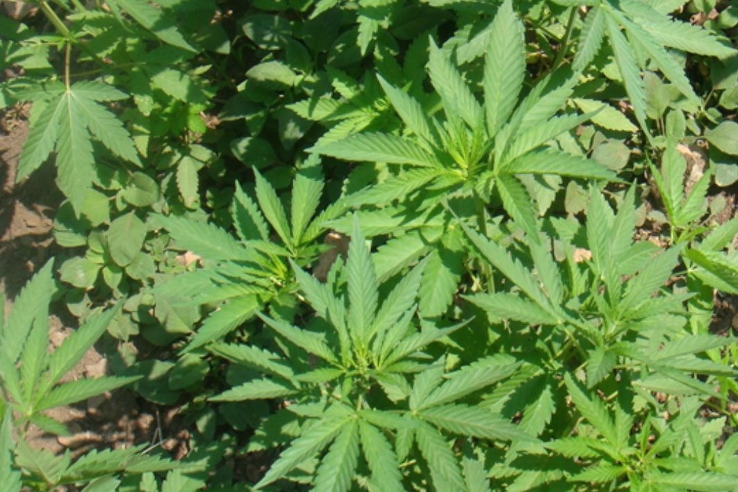 Encuentran sembradío de marihuana en campo abierto de Nealtican
