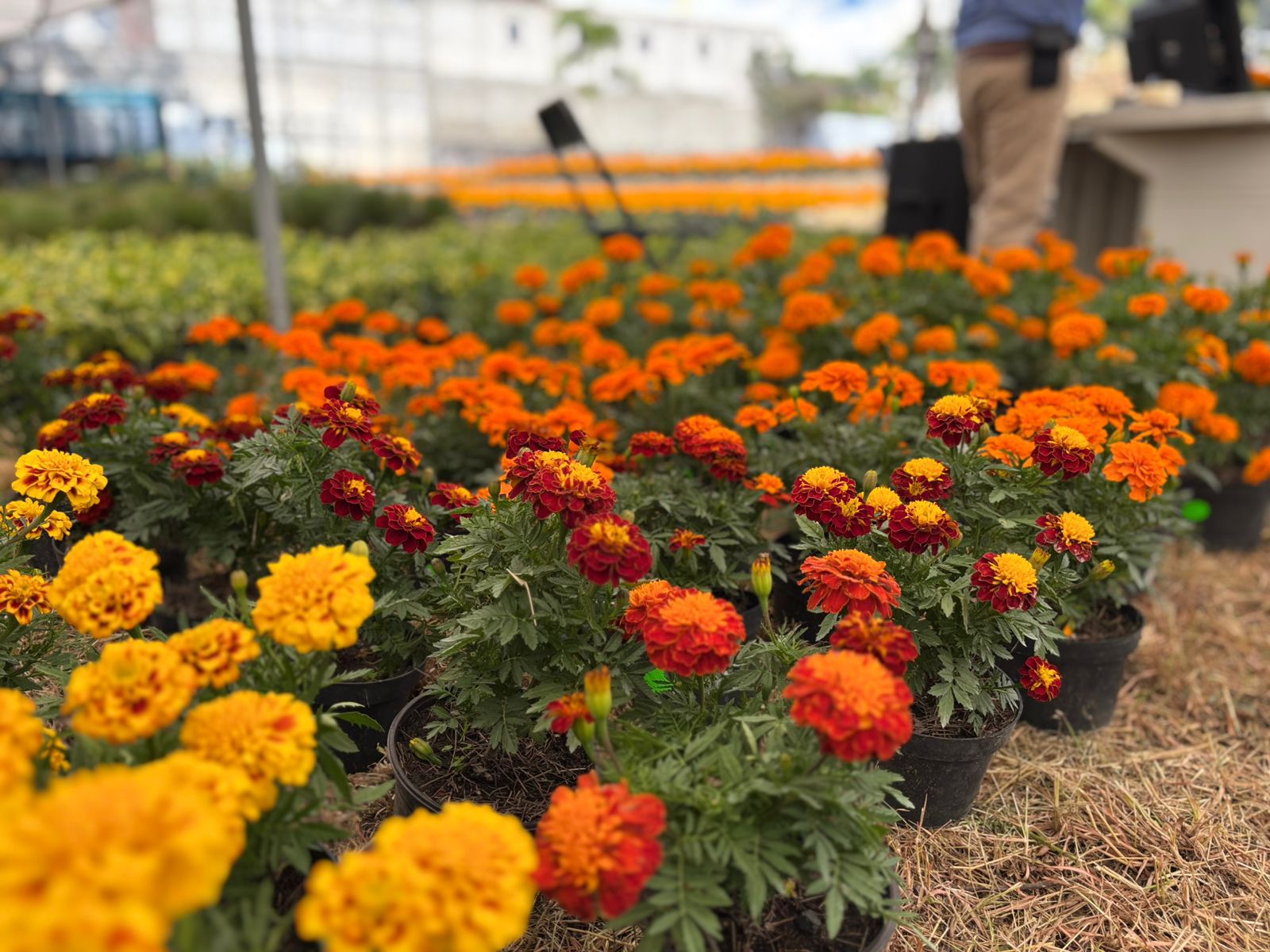 SDR y mujeres agricultoras de Atlixco arrancan proyecto verde
