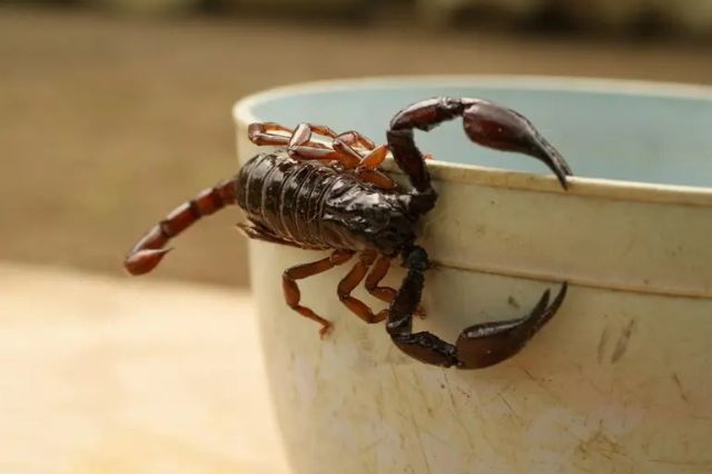Alertan por presencia de alacranes en hogares durante temporada de lluvias