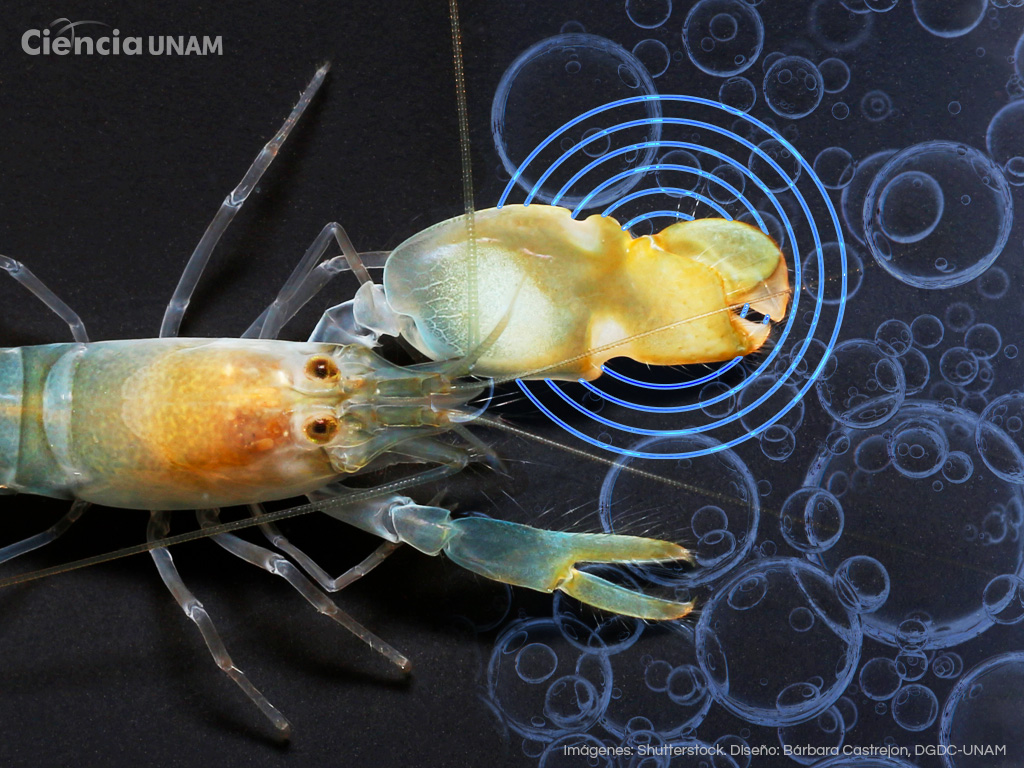 El camarón pistola: un diminuto ingeniero que inspira nuevas formas de purificar el agua