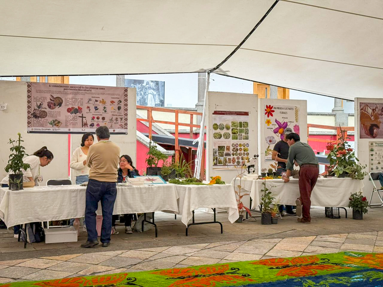 Inicia el Festival Etnobiológico Tlaxcallan Raíces y Saberes