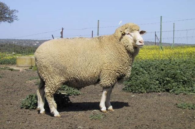 México hace historia: UAM clona con éxito al primer borrego del país