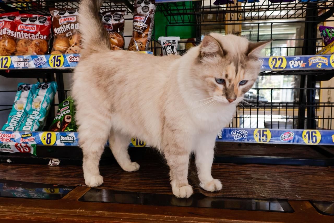 Estas son las Efemérides del miércoles 29 de octubre