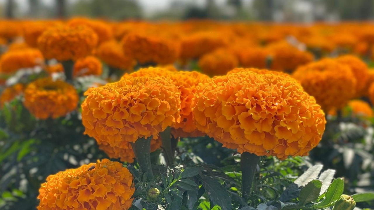 Municipios del valle de Atlixco florecen con el cempasúchil