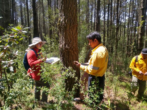 Gobierno de Puebla, Conafor y ambientalistas INICIAN plantación de 50 mil pinos en la Malinche