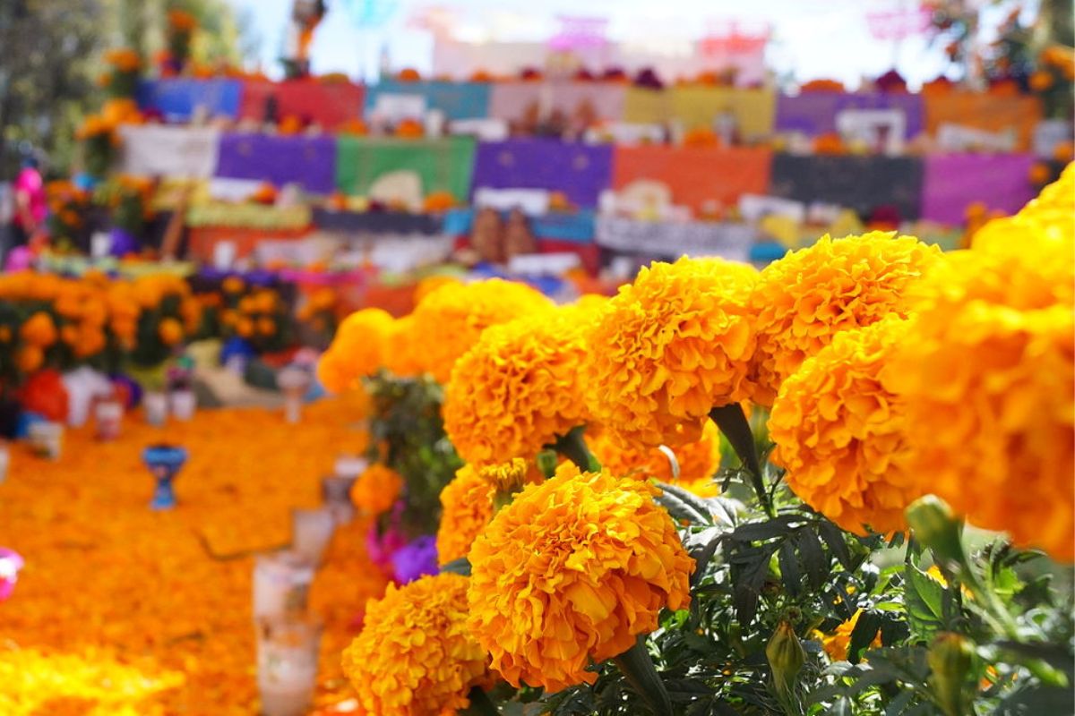 En el Festival del Cempasúchil encontrarás todo para tu Ofrenda 