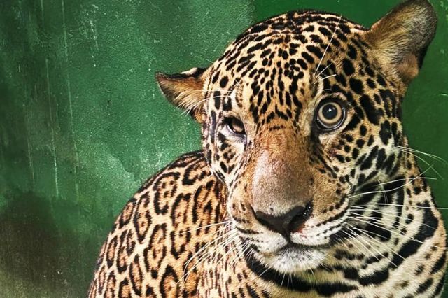 Jaguar herido en el Amazonas: recibió 30 balas y logró sobrevivir