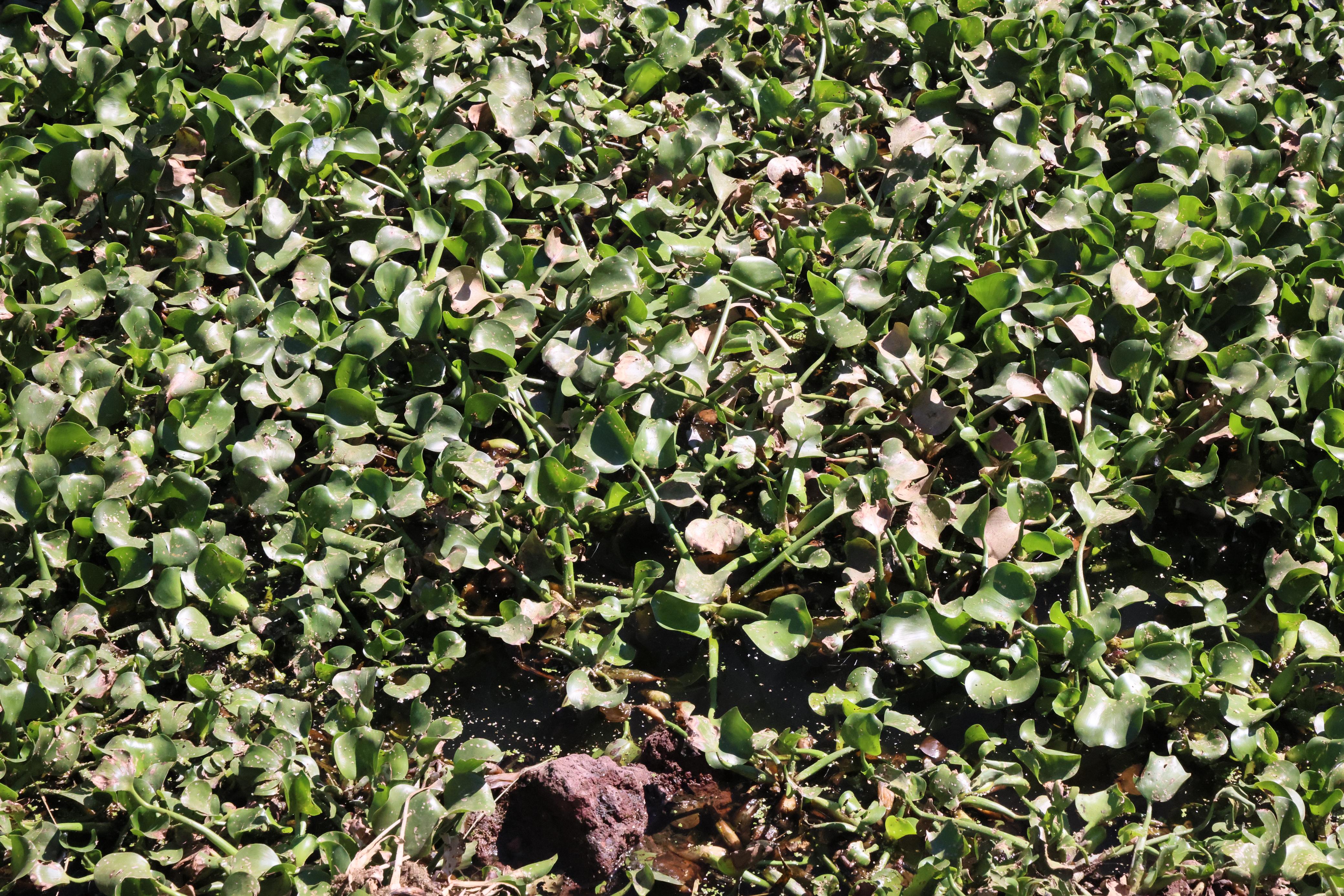 Transformación del lirio en Valsequillo: primeros resultados en noviembre 