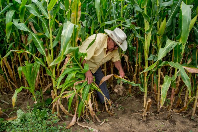 UNTA advierte bloqueos si Segob no responde sobre precios del maíz y sorgo