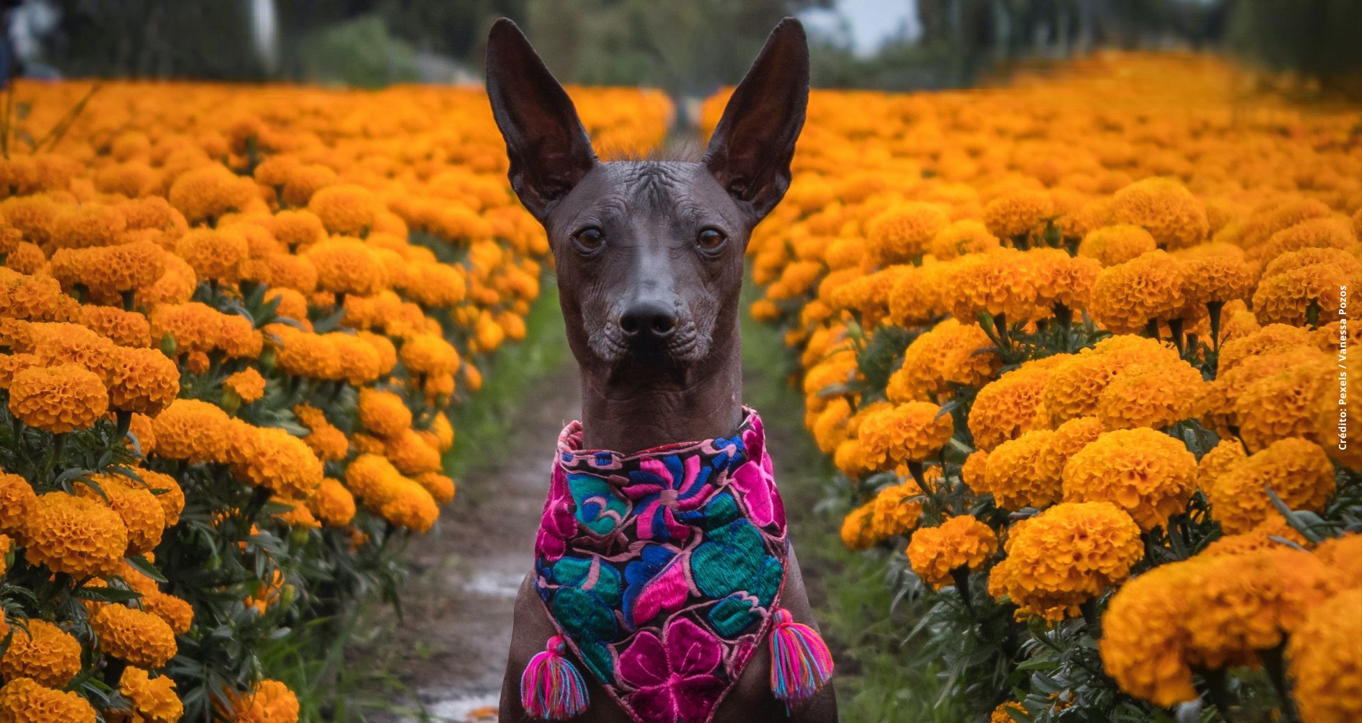 Guía de las almas hacia el Mictlán, el Xoloitzcuintle