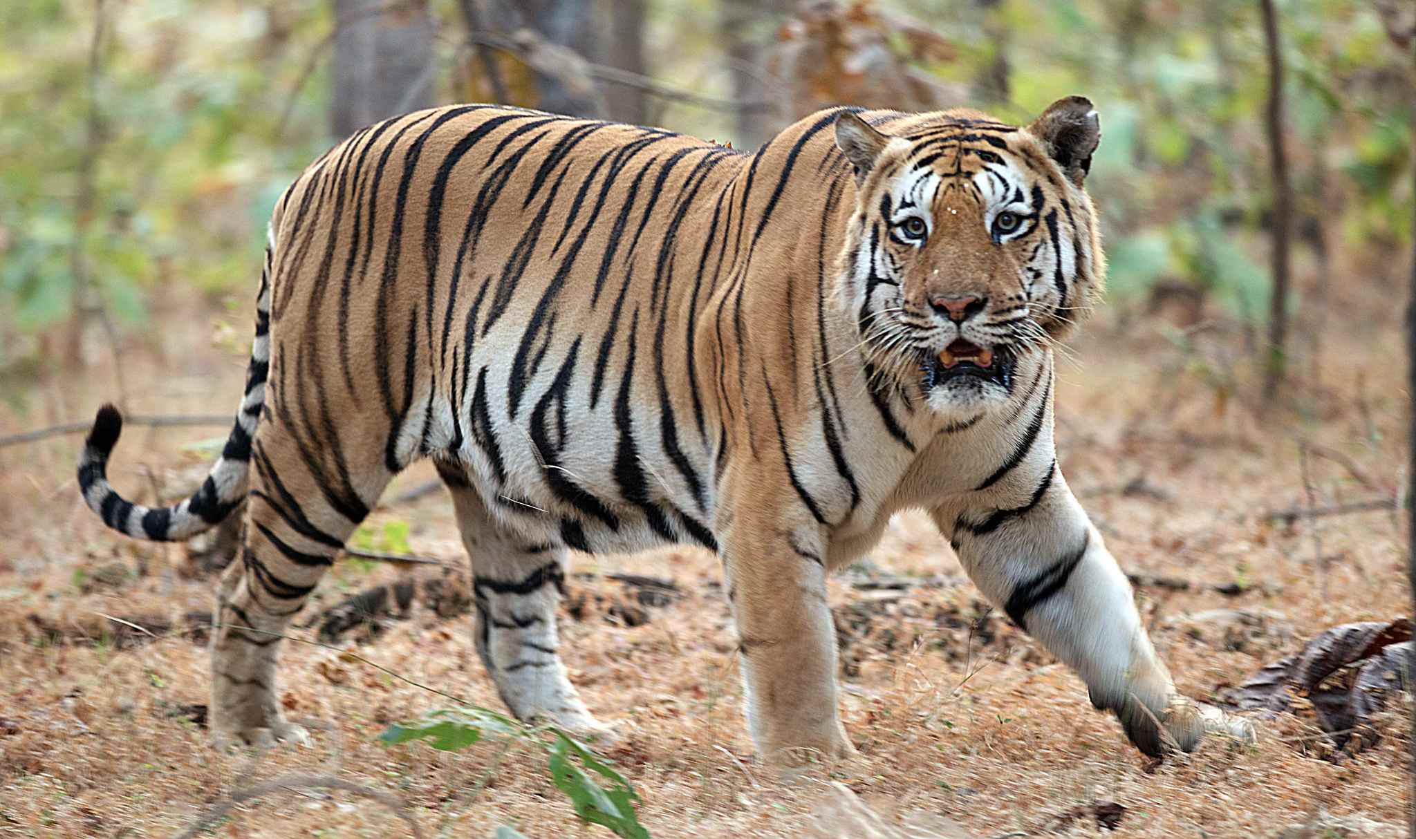 Encuentran muerto al tigre que se había escapado en Xicotepec