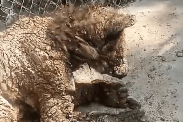 Zoológico La Pastora clausurado por Profepa tras hallazgos sobre la osa Mina