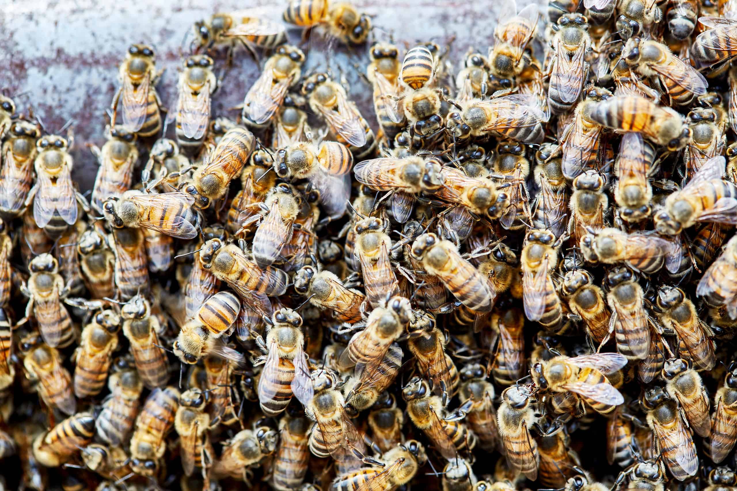 Un muerto y siete heridos dejó un ataque de abejas africanas en Tamaulipas