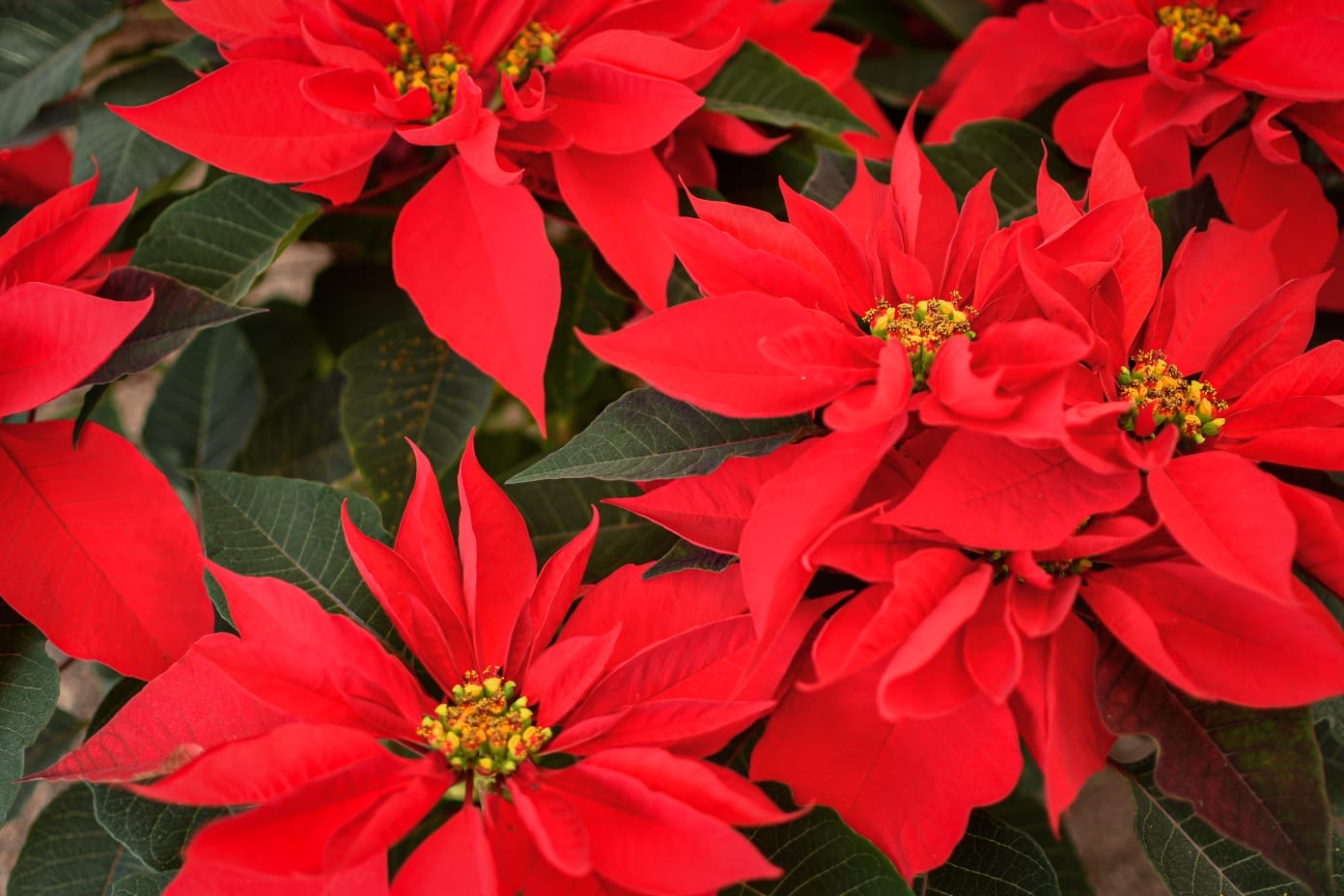 Ven por tus Flores de Nochebuena a Atlixco, encontrarás precios accesibles y calidad 