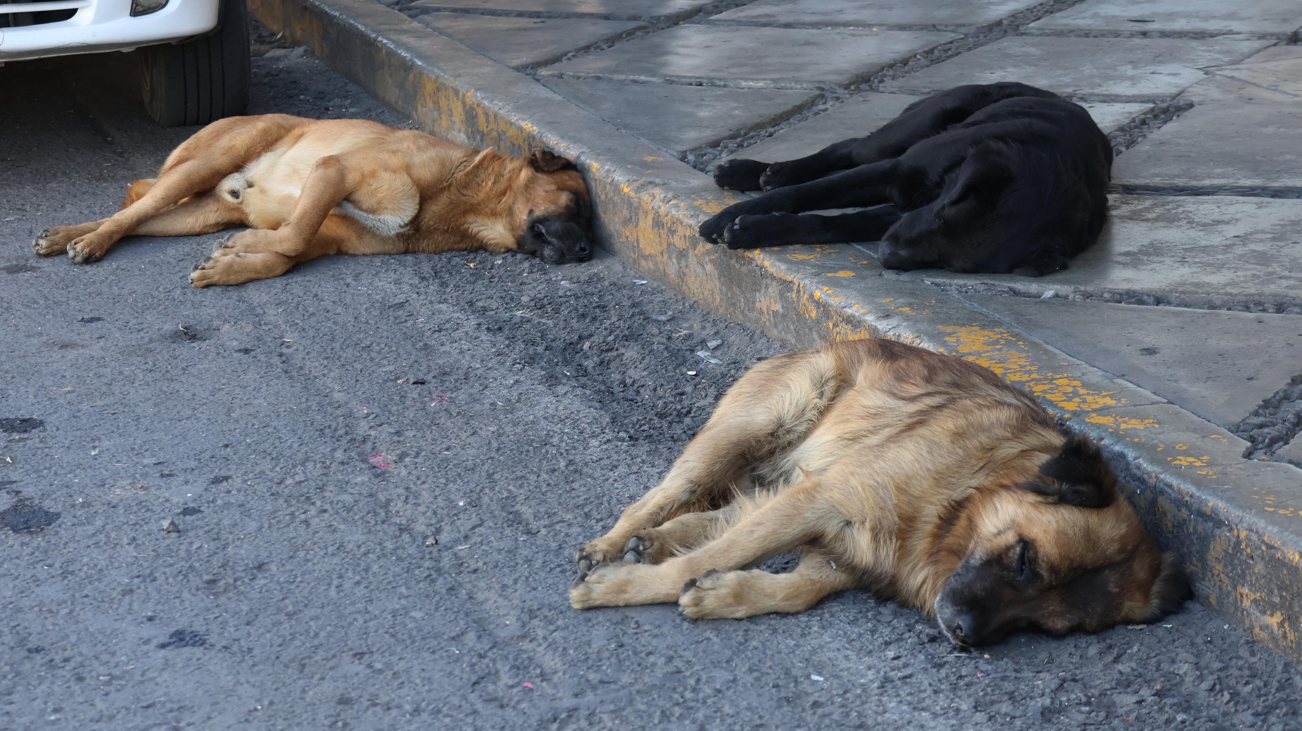 Alertan sobre maltrato animal por mantener perros sin sombra en Tlaxcala