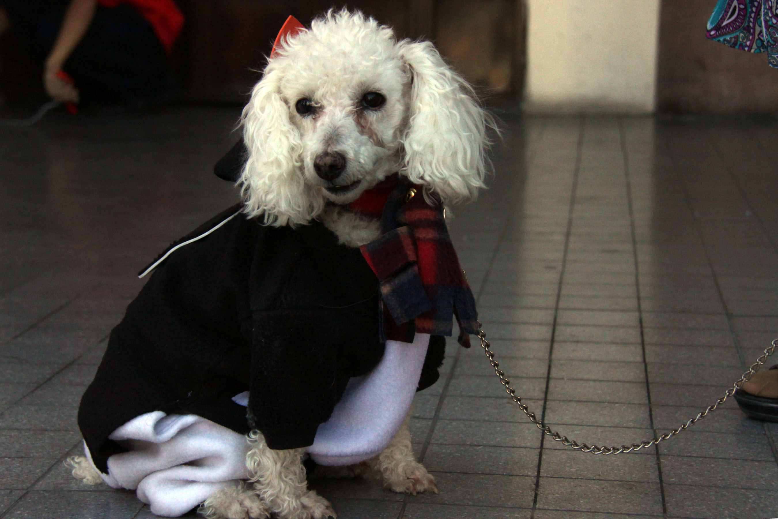 El Halloween no se ha ido, disfraza a tu mascota y gana con el INBA 