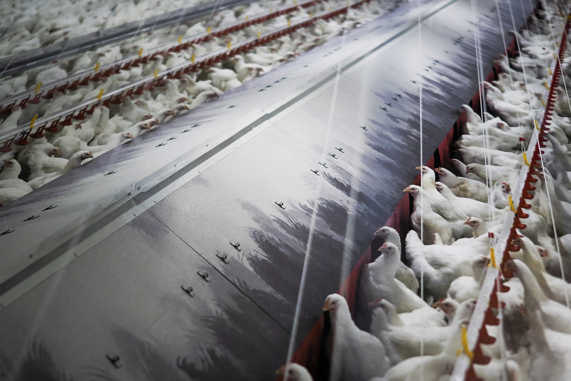 En EU se registró la primera muerte en el mundo por complicaciones de Gripe Aviar H5N5 