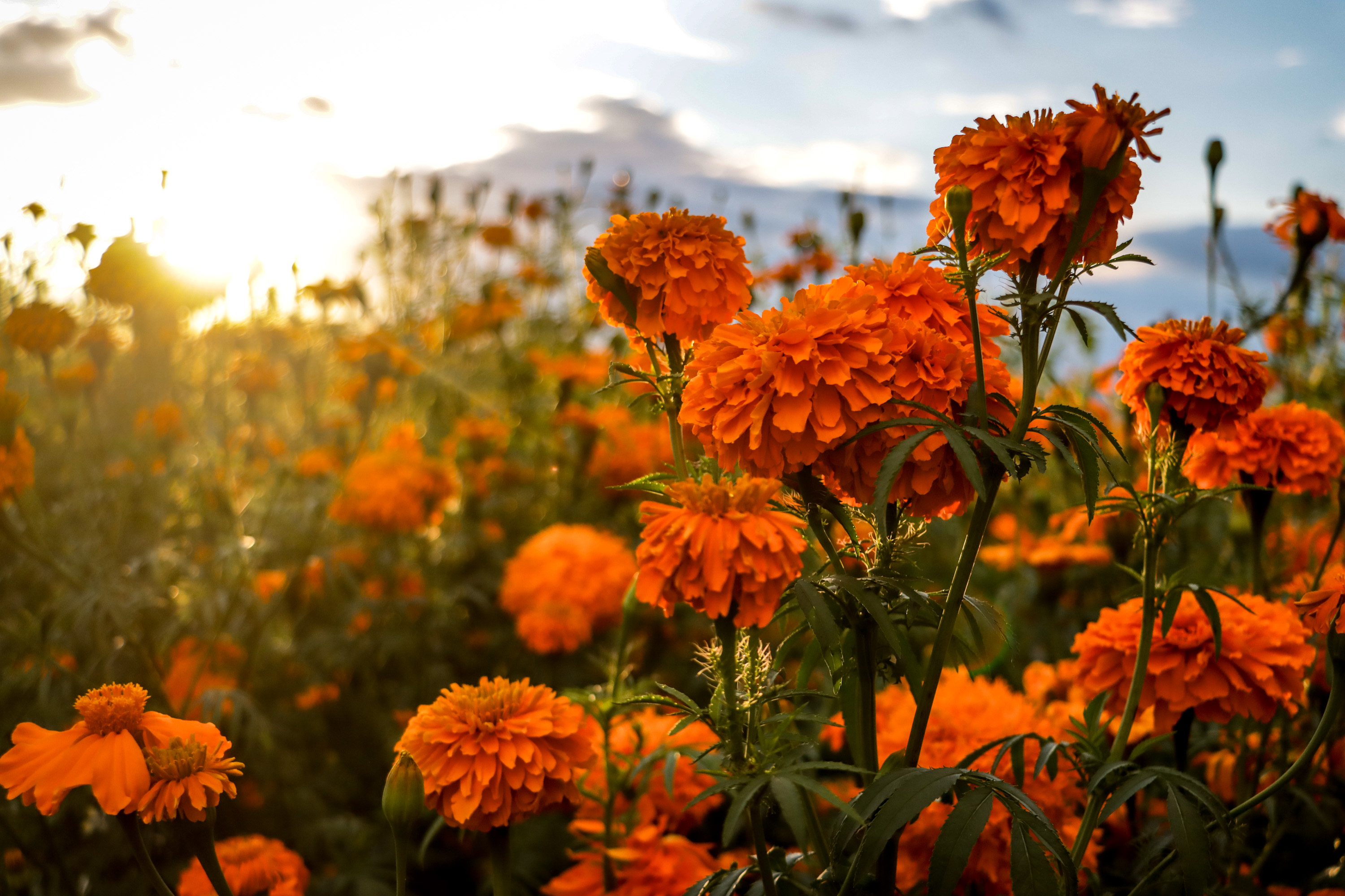 ¡No las tires, mejor recicla tus flores de Cempasúchil! Aquí todos los detalles 