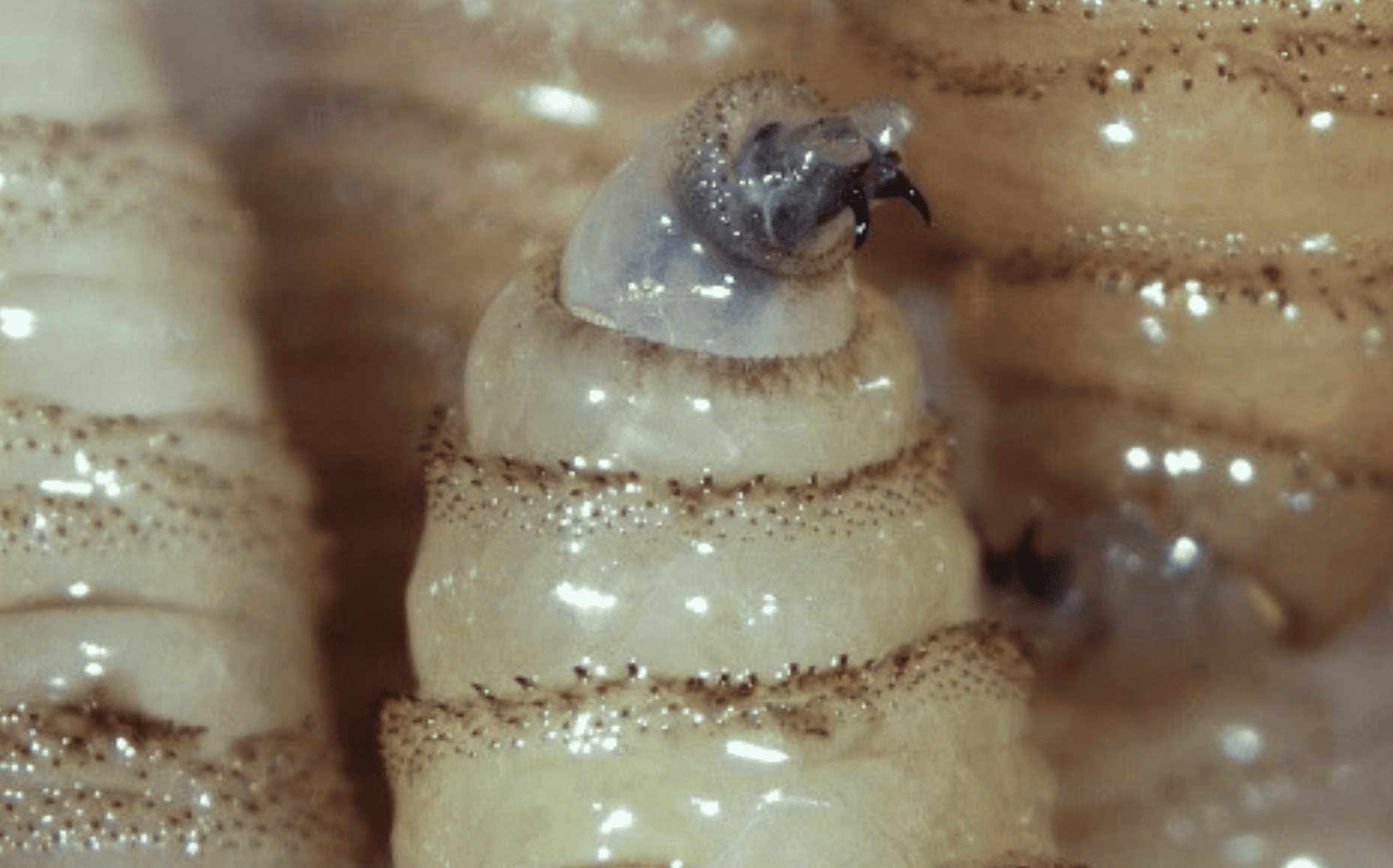 Confirman primer caso de gusano barrenador en Xicotepec; autoridades activan el cerco sanitario