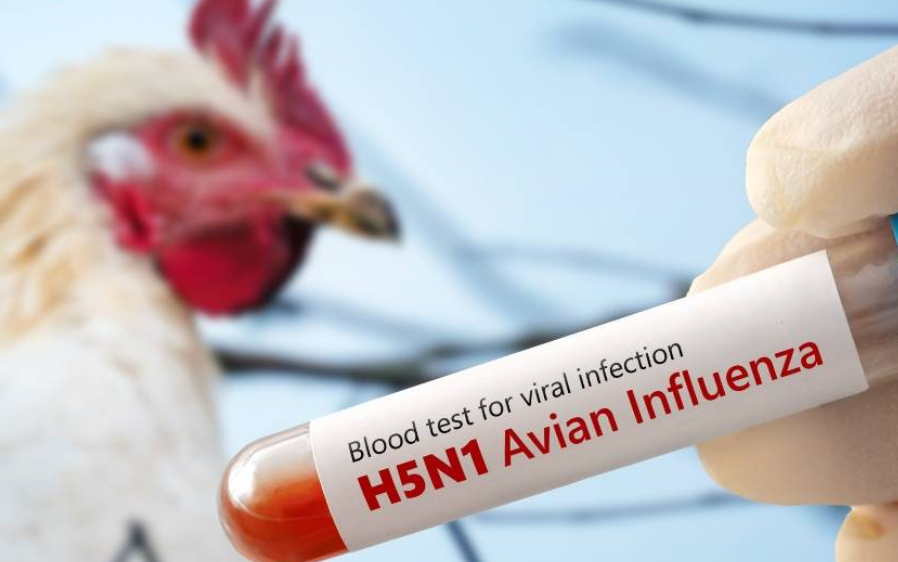 Gripe aviar H5 podría causar una pandemia peor que el Covid: Instituto Pasteur