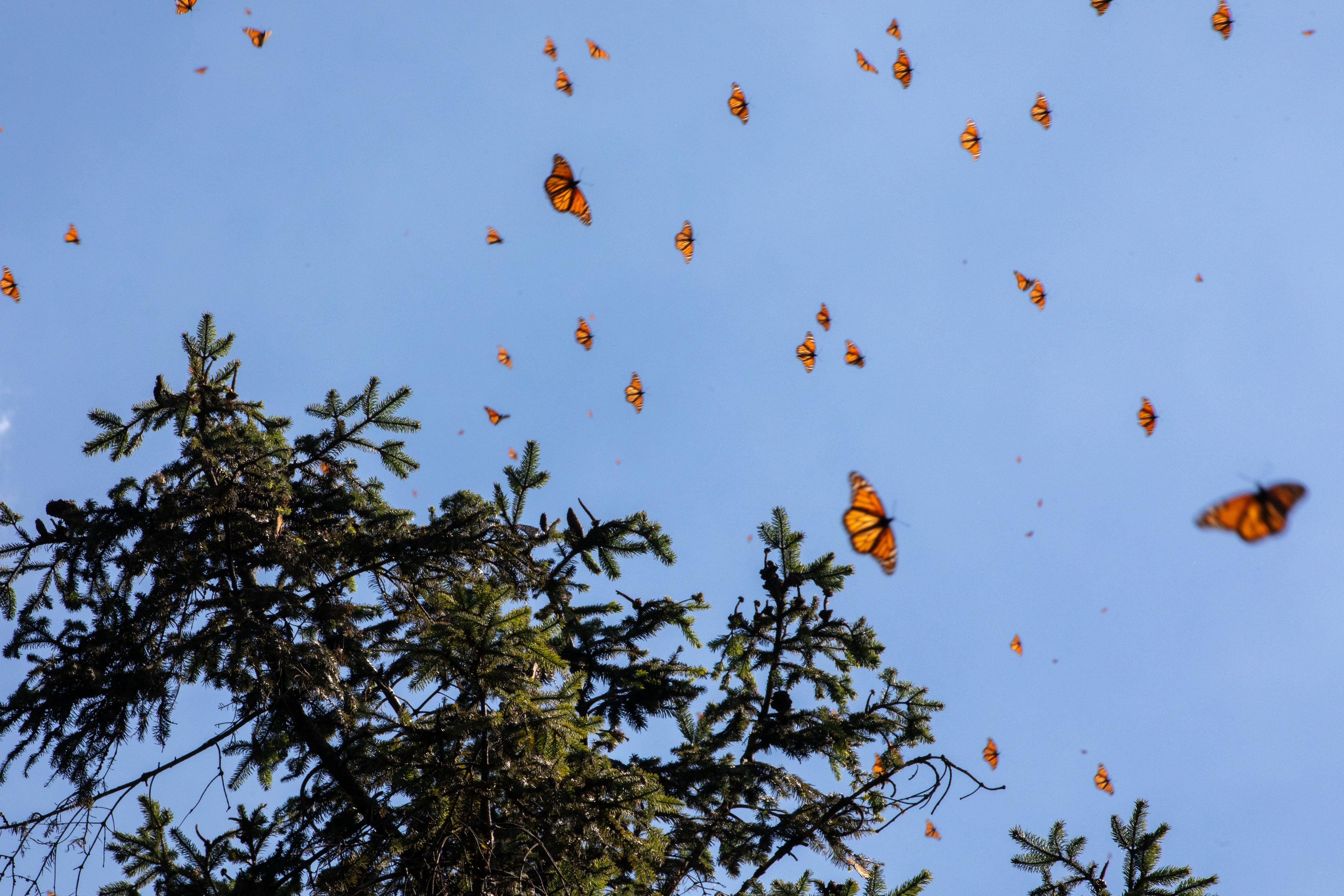 Sectur acompaña apertura oficial de los Santuarios de la Mariposa Monarca
