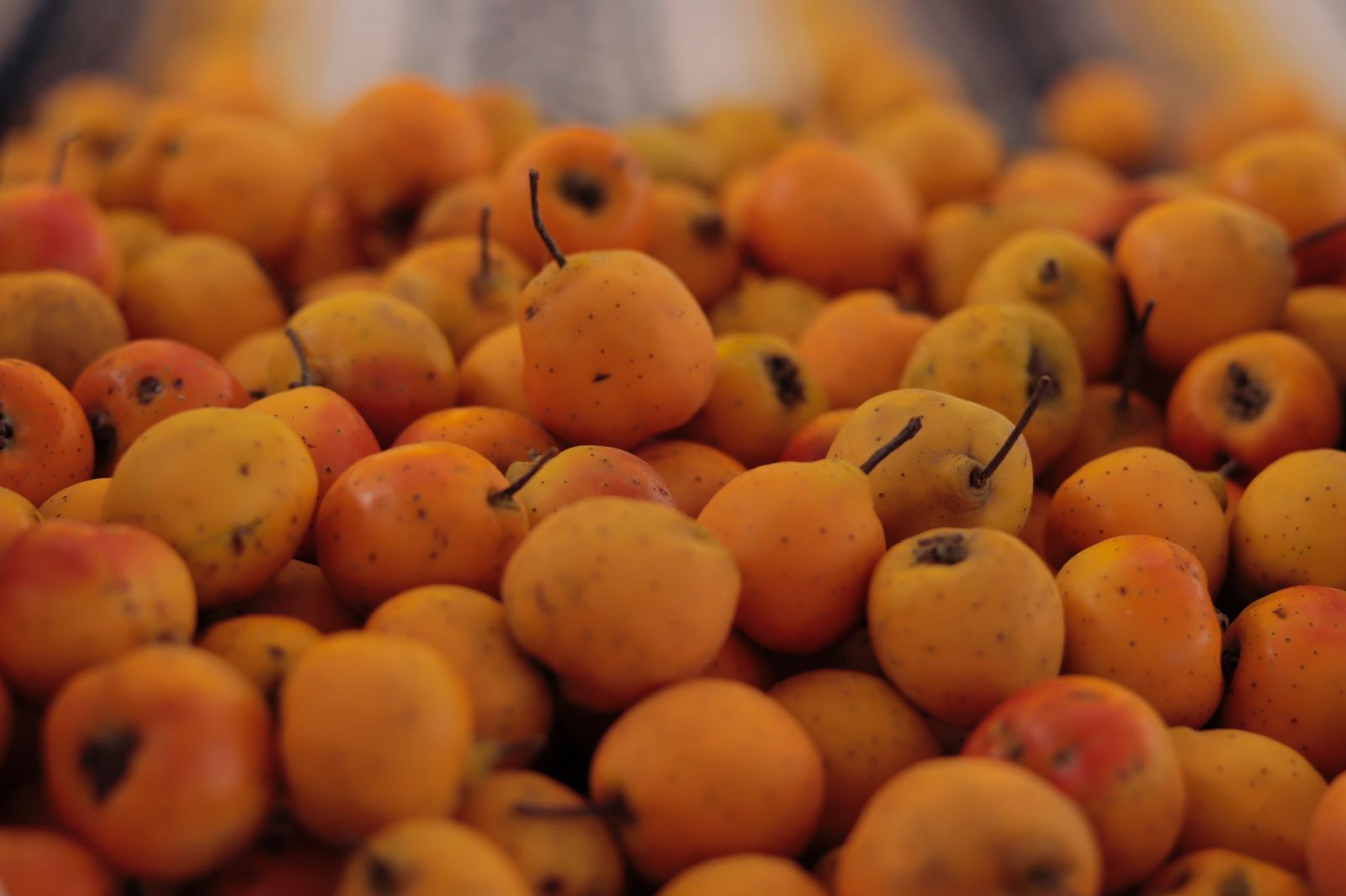 Anuncian la Feria Agroartesanal del Tejocote en Huejotzingo