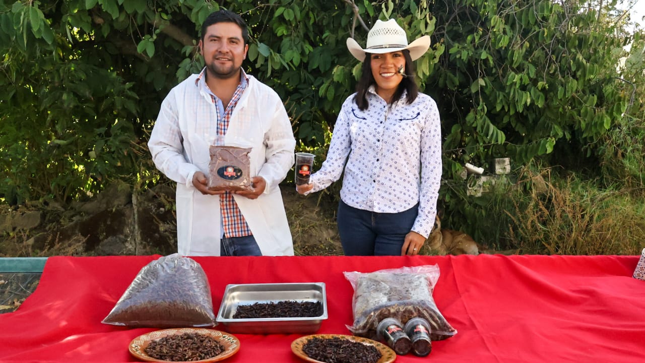 De una plaga a una oportunidad, familia tlaxcalteca impulsa proyecto de chapulines