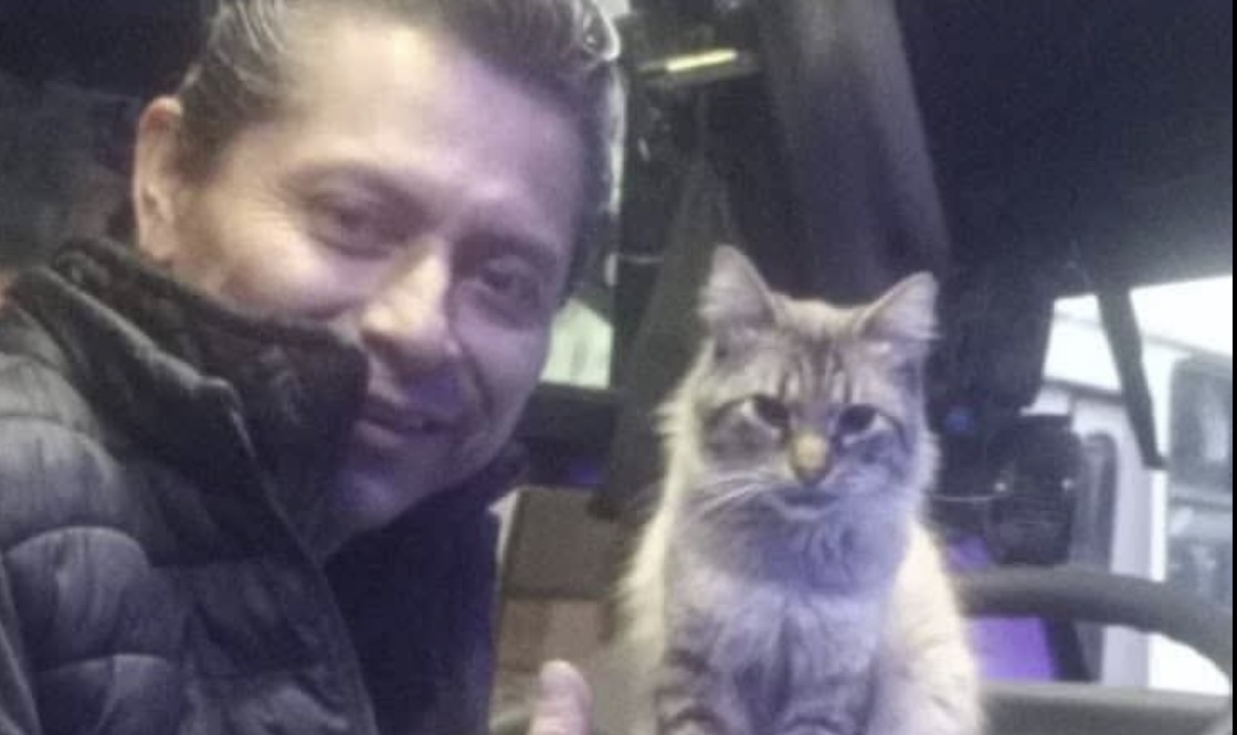 Roban a Zafiro, gatito cobrador en Los Morados; su dueño lo busca 