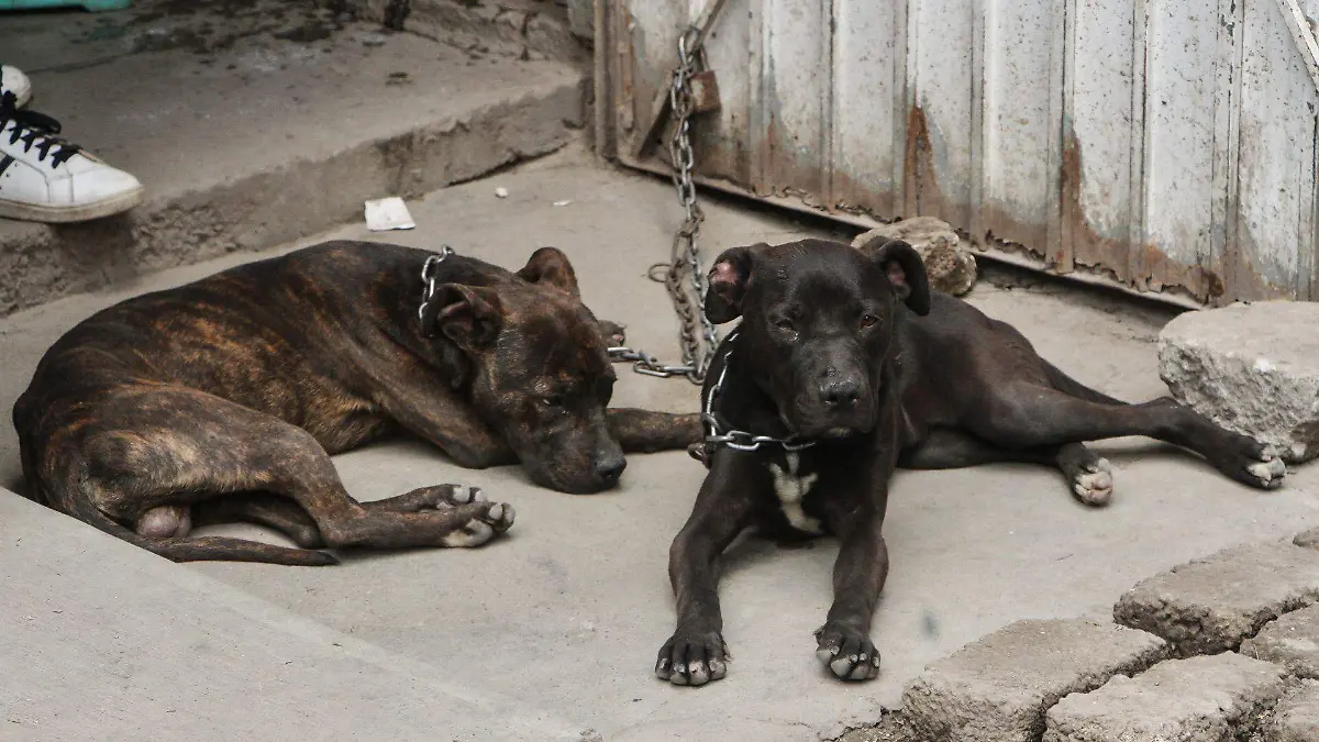 Puebla capital acumula 350 casos de maltrato animal, reportan autoridades 