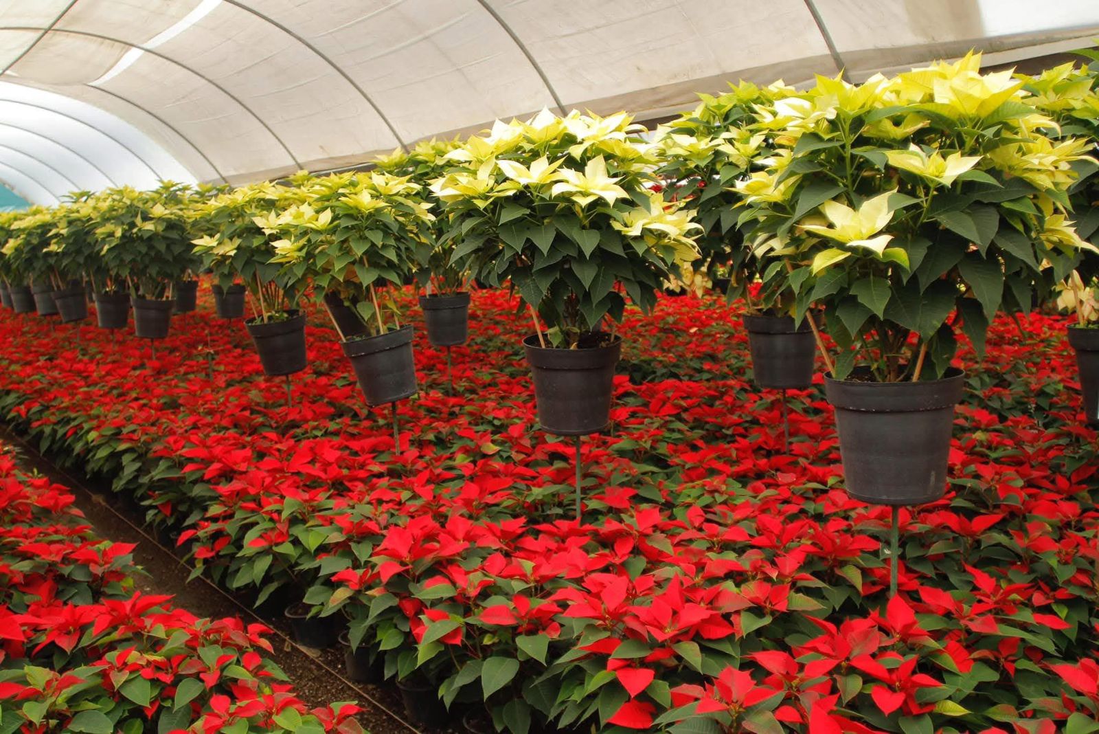 Miles de nochebuenas tendrán su festival en Atlixco 