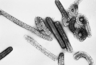 OMS alerta por el avance del virus de Marburgo: la fiebre hemorrágica con hasta 88% de letalidad