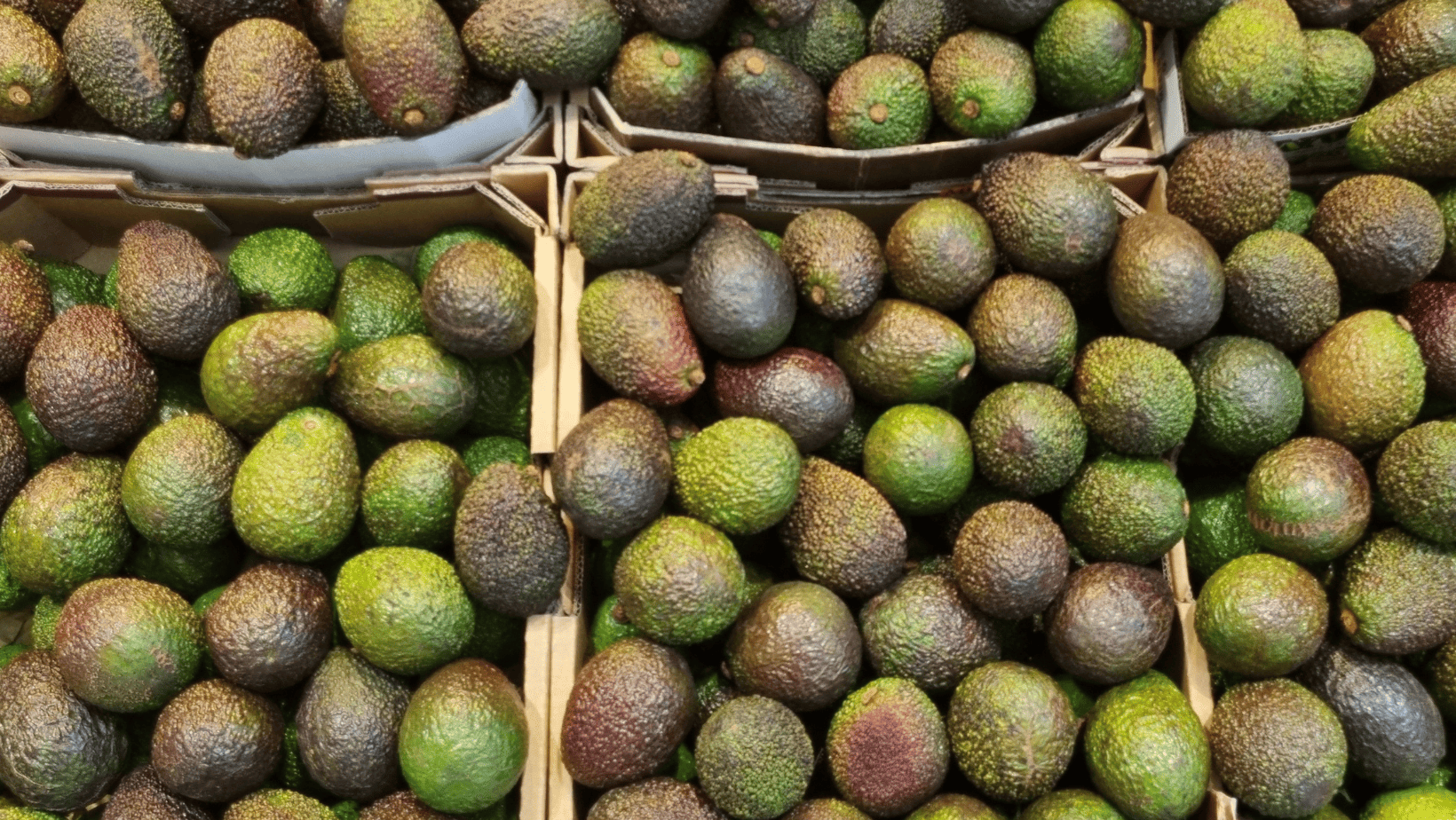 Atlixco alista la tercera edición de la Feria del Aguacate 2025