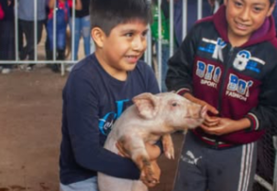 Evita Bienestar Animal la práctica del cerdito encebado en Venustiano Carranza