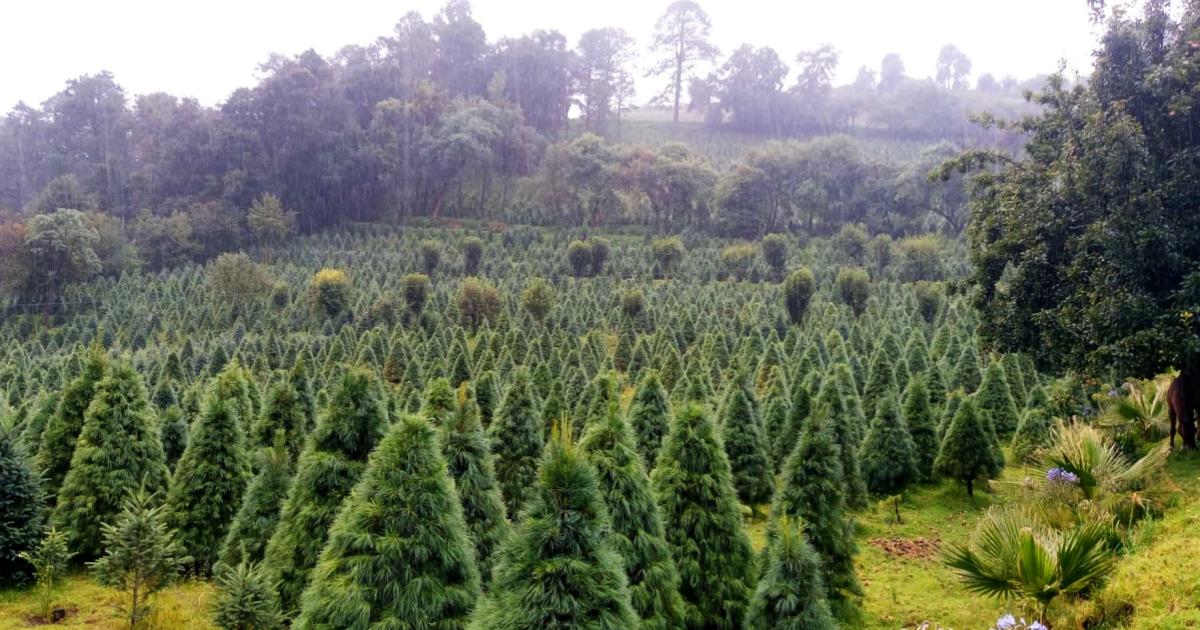 En estos lugares encontrarás tu Árbol de navidad natural y disfrutarás de bellos paisajes 
