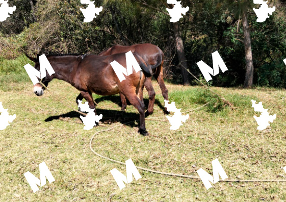 Dañan zona recientemente reforestada en Texmelucan