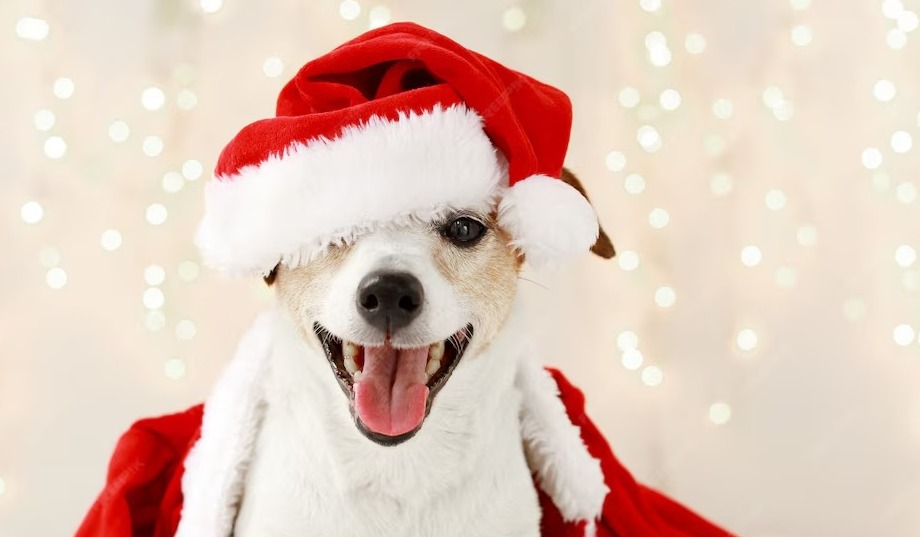 Llega la edición navideña del Perrogato Fest al Parque Metropolitano