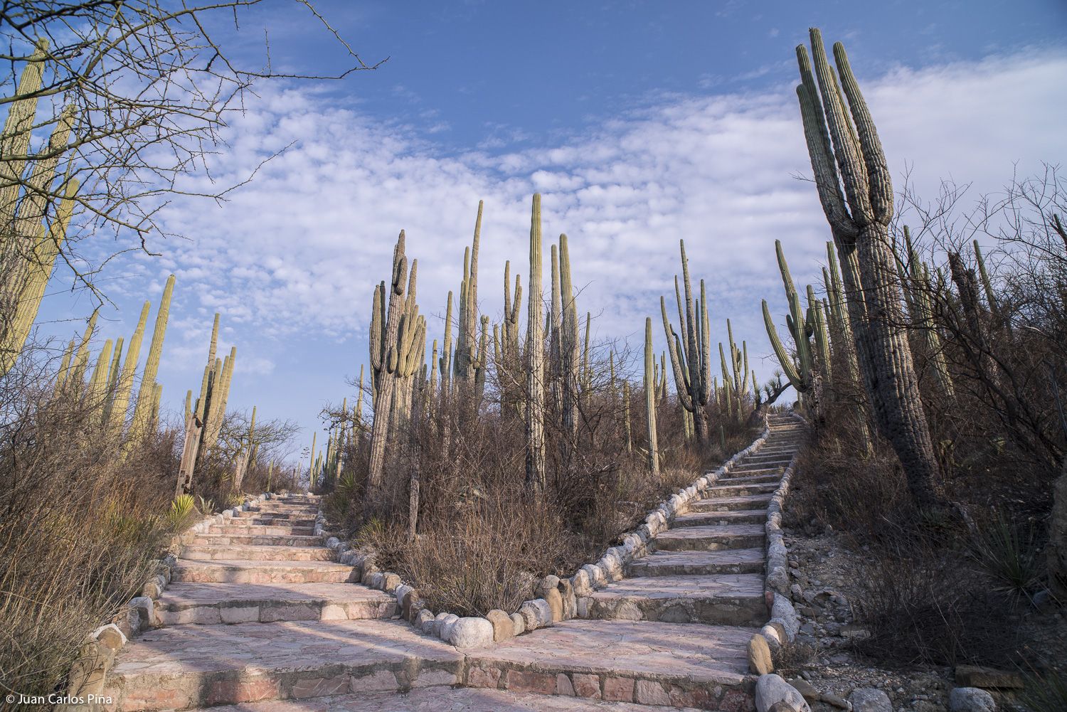 Tradición, arte y gastronomía se combinan en la Feria patronal de Zapotitlán Salinas 