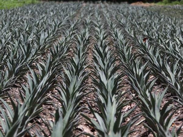 Puebla triunfa en el México Selection 2025 de vinos y bebidas espirituosas