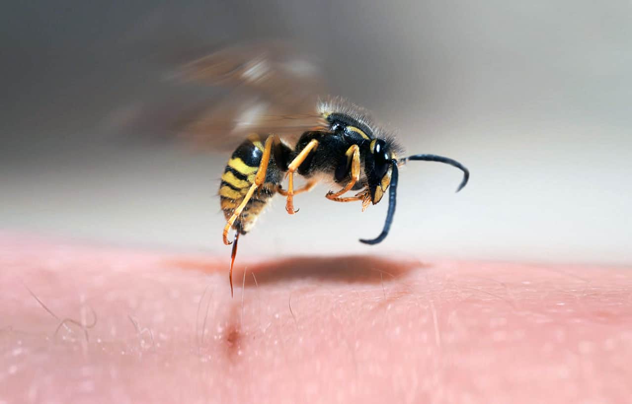 Trailero casi muere por picadura de una abeja en Chietla
