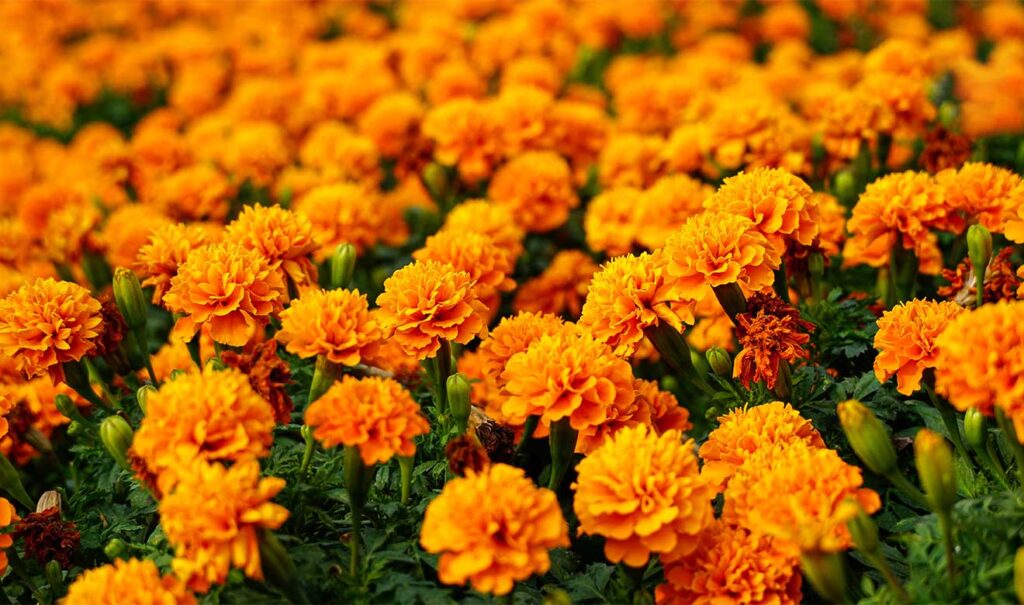 Cempasúchil: usos medicinales y agrícolas de la flor de Día de Muertos