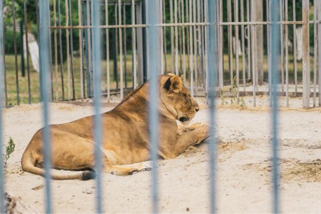 Leona ataca a hombre que irrumpió en su recinto en zoológico de Brasil