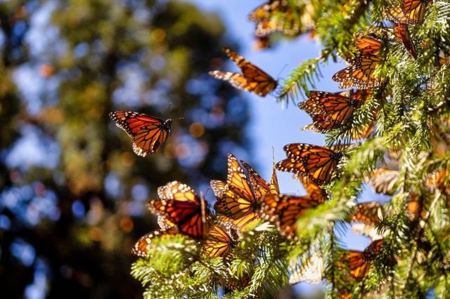 Temporada 2025-2026 de mariposas monarca: qué estados y santuarios visitar