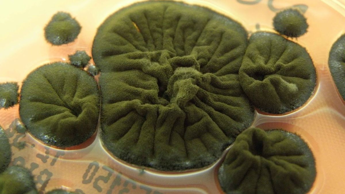 El misterioso hongo de Chernóbil que parece alimentarse de radiación