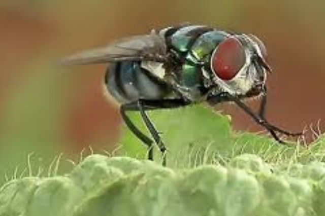 México avanza en biofábrica contra gusano barrenador en Chiapas