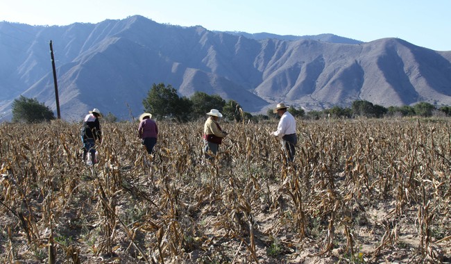 Aumentan extorsiones a productores del campo en la Mixteca poblana