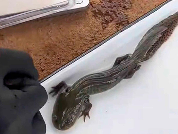 Tras 15 años científicos localiza ajolote del Altiplano en Querétaro